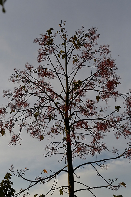 Suan Luang-JUN14-118